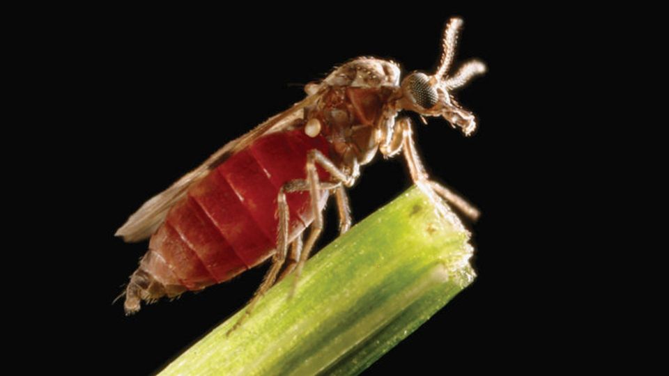 Close-up of a Culicoides biting midge perched on a green blade of grass against a black background.