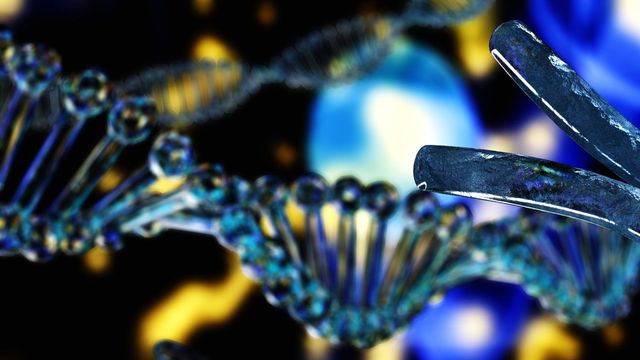 Illustration of a DNA double helix being cut, representing CRISPR editing. 