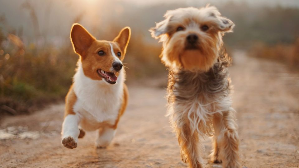 Two dogs running along a dirt path at sunset.