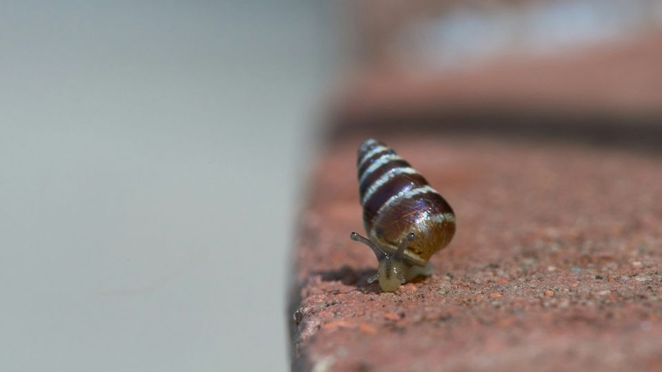 Close-up of a brown striped snail crawling along a brick edge.