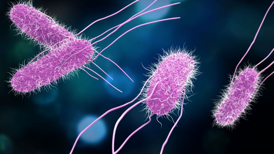 3D illustration of Salmonella Bacteria in pink.
