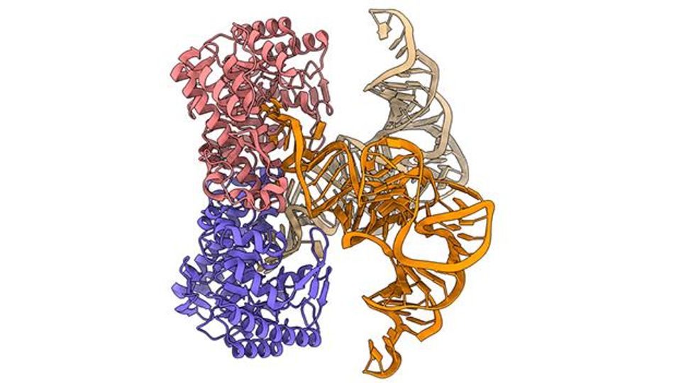 Structure of E. coli TGT. The enzyme has two tRNAs (highlighted in orange and ochre) bound in its active sites.
