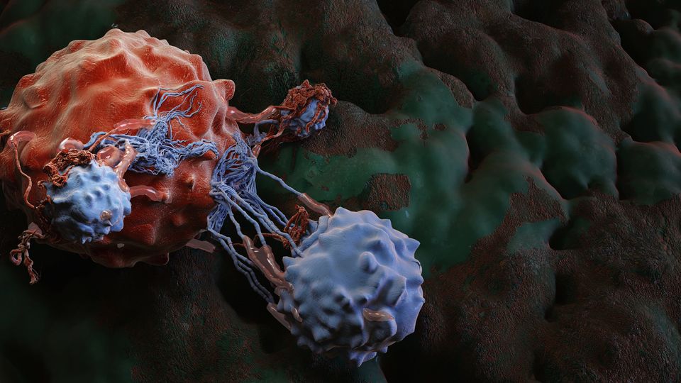 Immune cells latch onto a cancer cell during immunotherapy.