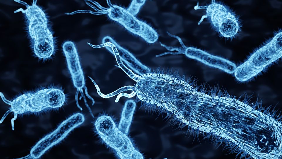 Render of multiple E. coli bacterial rods in blue against a dark background.