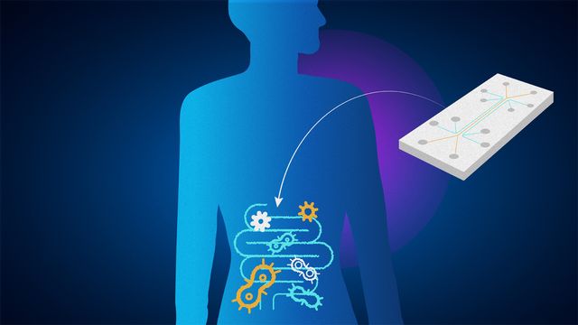 An organ-on-a-chip device with an arrow pointing to an outline of a person's gut microbiome. 