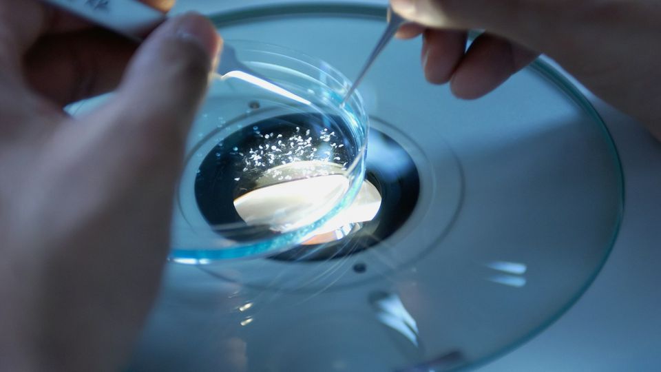 Researcher handling a sample in a petri dish under laboratory equipment for scientific analysis.
