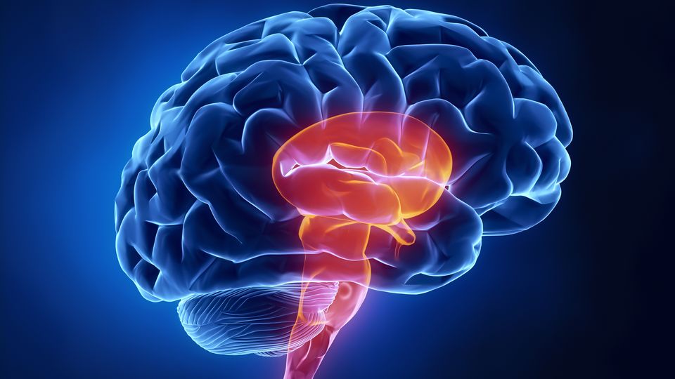 3D render of a human brain with central brain structures highlighted in orange against a blue background.