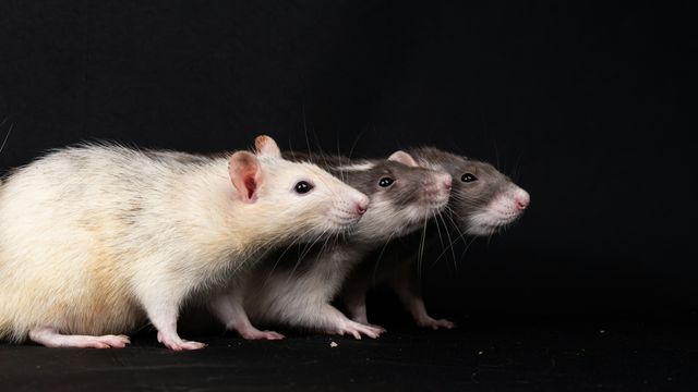 Three large mice sitting in a row. 