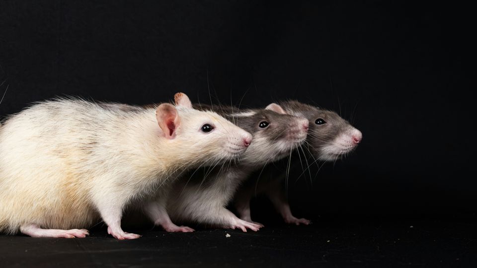 Three large mice sitting in a row.