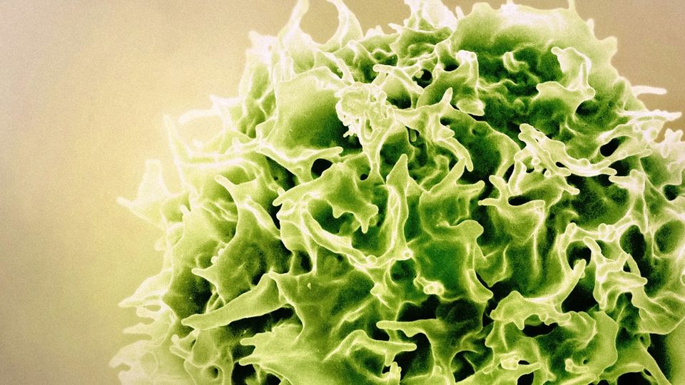 Scanning electron microscope image of a T lymphocyte immune cell with textured surface detail. 