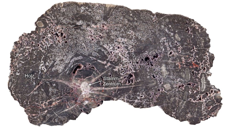 Close-up of a sectioned silicified wood specimen from the Kyffhäuser with a horizontal diameter of approximately 20 centimetres. The white-grey patches are different light and dark quartz generations.
