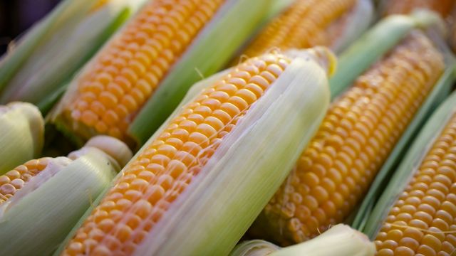 Fresh ears of corn with partially peeled husks. 
