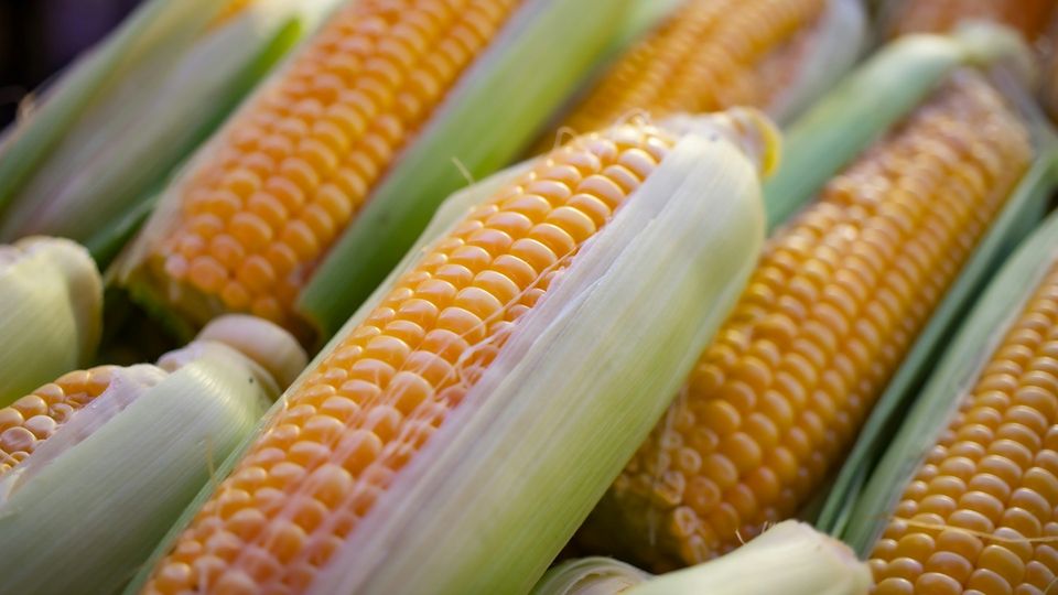 Fresh ears of corn with partially peeled husks.