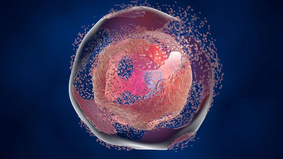 3D illustration of cell death showing a human cell breaking down during apoptosis.