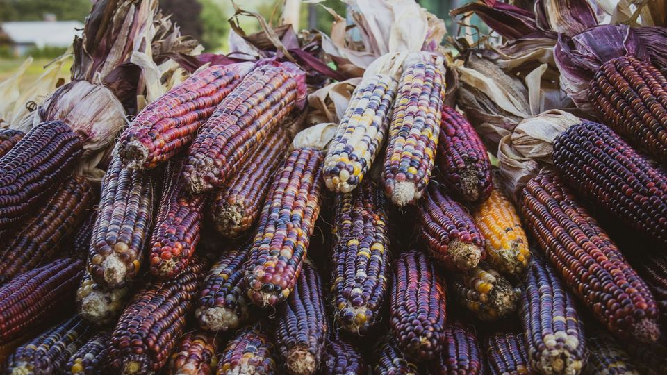 Colorful heirloom corn cobs with multicolored kernels displayed after harvest.