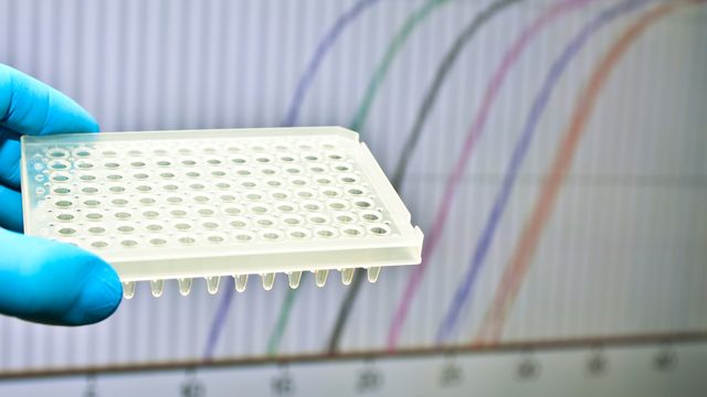 Gloved hand holding a 96-well qPCR plate for building reproducible qPCR workflows from experimental design to data analysis. 