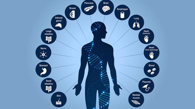 An outline of a person, with a DNA strand running across them. Icons represent the different cell types in the atlas. 