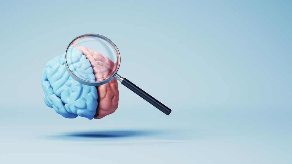 Magnifying glass looking at a model of the human brain. Half of the brain is blue and half is pink.