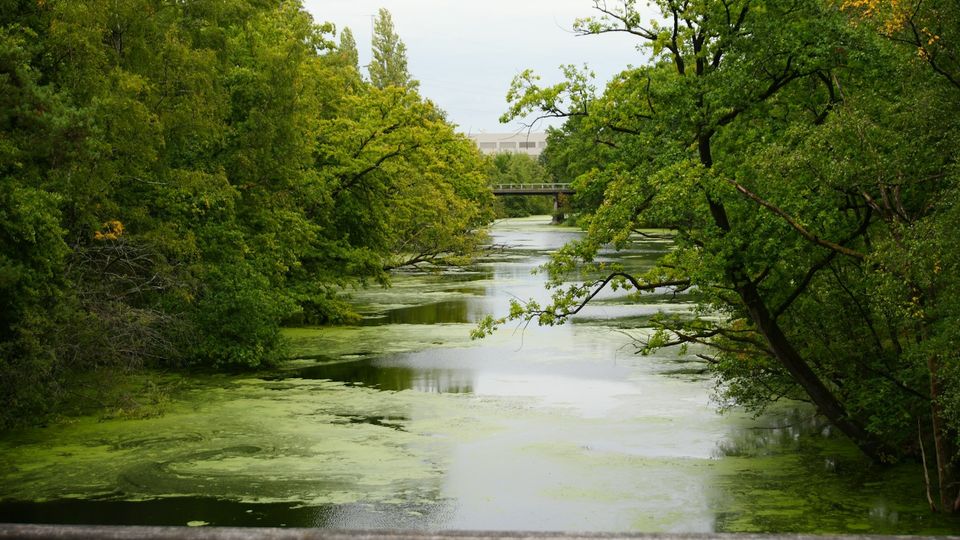Calm river flowing through a lush green forest.
