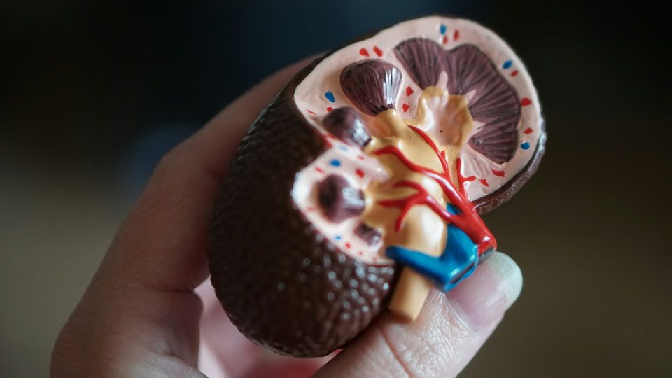 Cross-sectional kidney model showing internal anatomy, including renal vessels, cortex, and medulla.