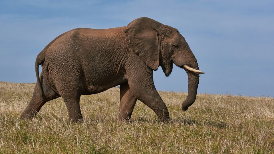 An elephant walking across a grassy savanna under a blue sky.
