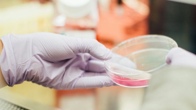 Gloved hand holding a Petri dish in a laboratory. 