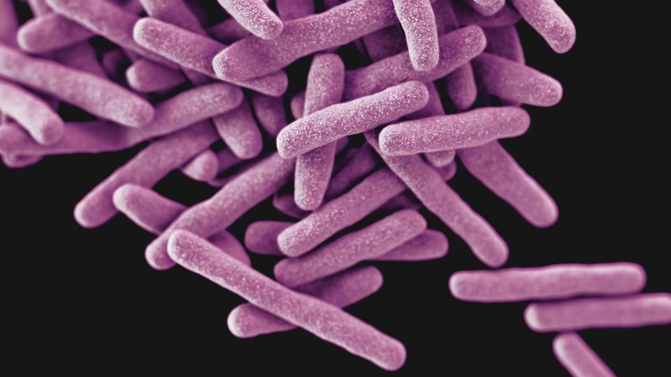 Illustration of rod-shaped bacteria under a microscope.