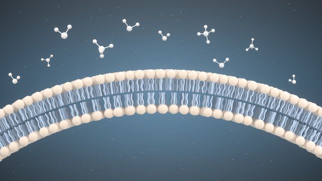 Illustration of a lipid bilayer cell membrane with surrounding molecules. 