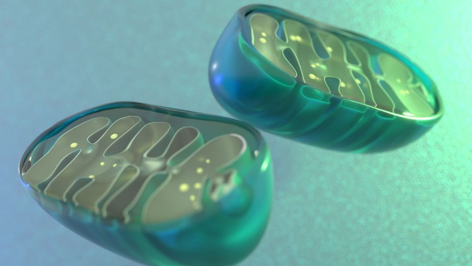 Illustration of mitochondria showing internal membrane folds and energy-producing structures inside cells.