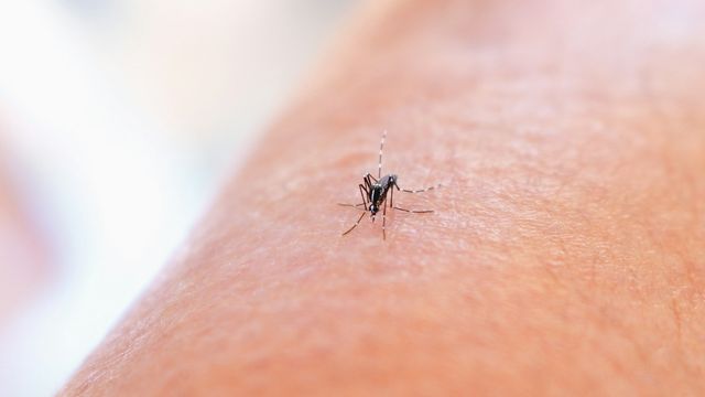 Close-up of a mosquito feeding on human skin. 