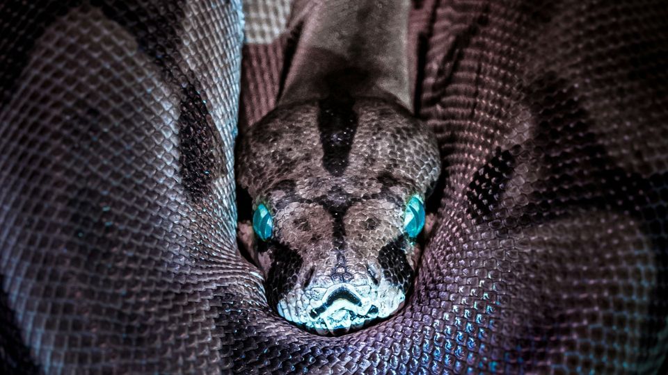 Close-up of a coiled snake with striking light blue eyes.