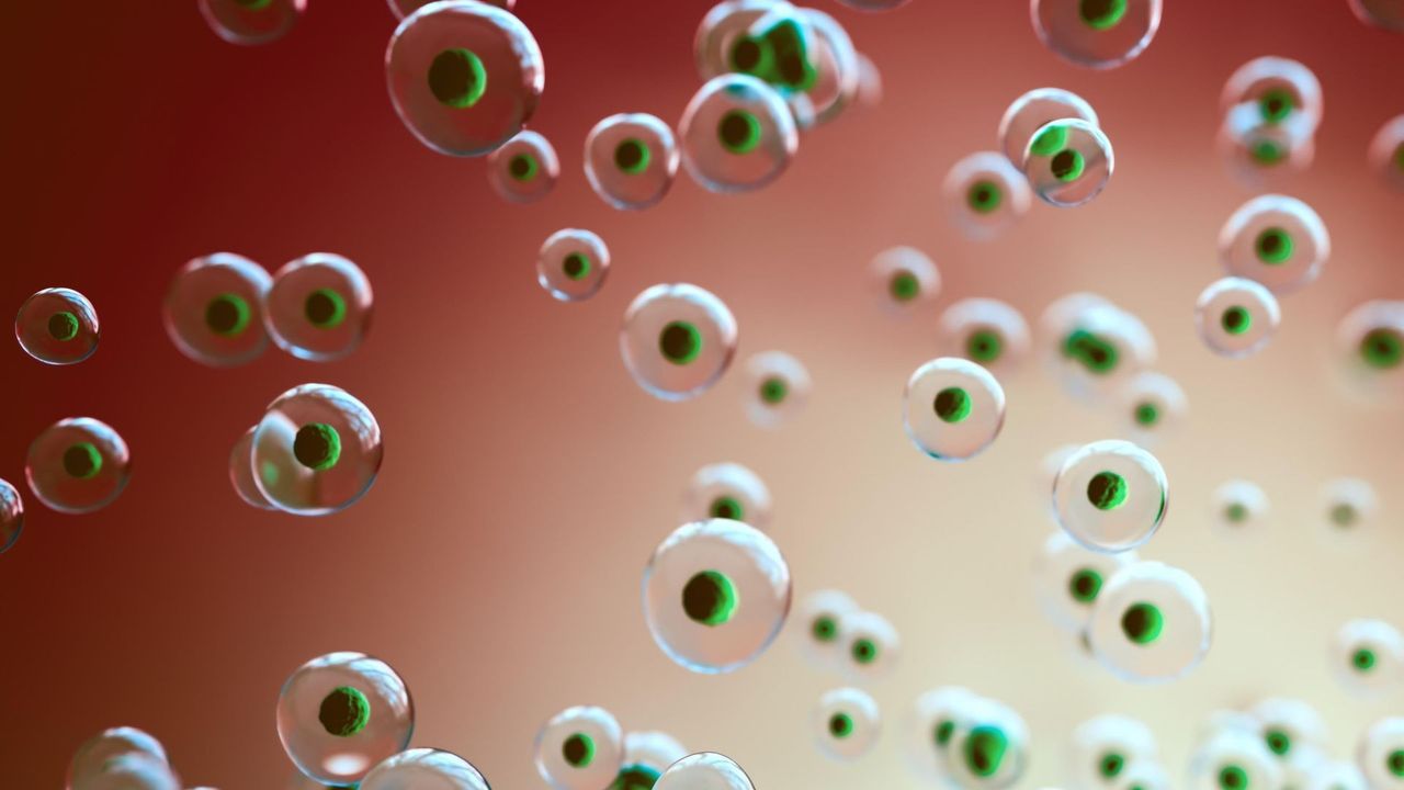 Tomato-Derived Senolytic Compound Could Support Healthy Aging