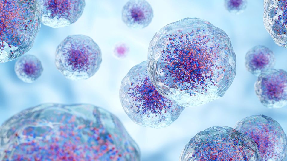 Microscopic illustration of human cells with visible nuclei.