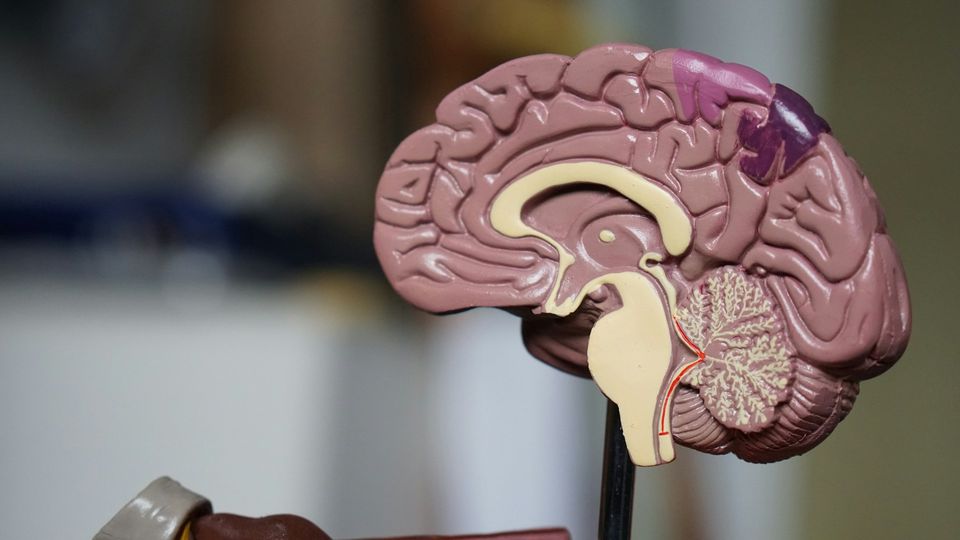 Anatomical brain model showing a sagittal cross-section with labeled internal brain structures.