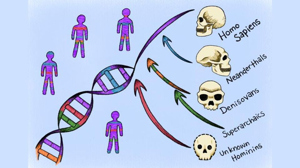 A strand of DNA, with ancient ancestors and color-coded illustrations of people indicating proportions of ancient DNA.