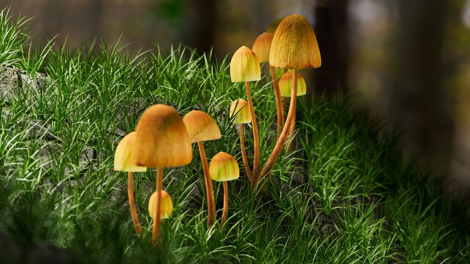 A cluster of yellow psilocybin mushrooms growing in a forest.