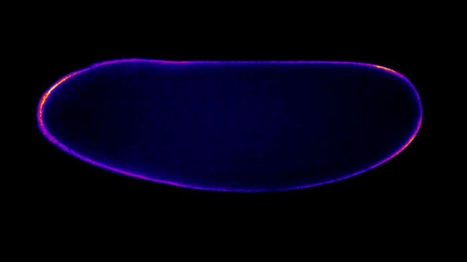 Fluorescent microscopy image of an embryo expressing a PIP3 marker. 