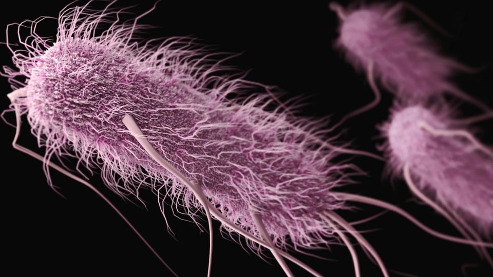 Close-up of purple, rod-shaped Escherichia coli bacteria against a black background.
