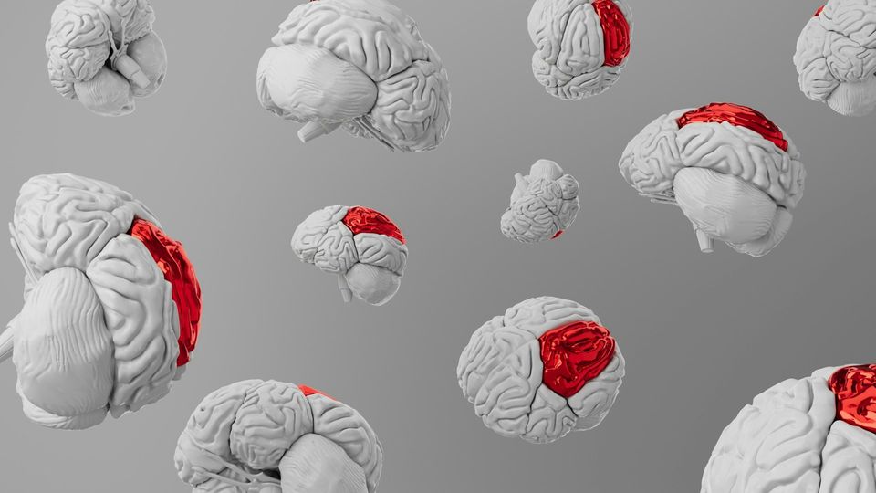 Illustration of multiple brain models with various cerebral cortex regions highlighted in red.