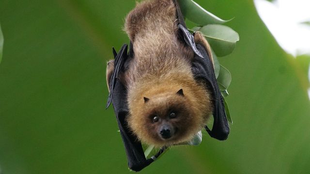 Fruit bat hanging upside down from a leafy branch, with golden-brown fur and folded black wings. 