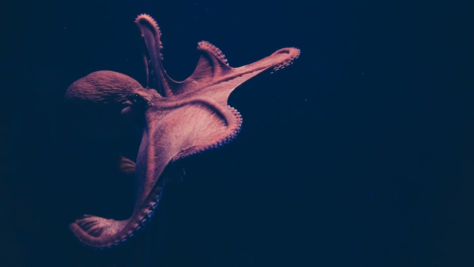 Octopus extending its arms while swimming through dark ocean water.