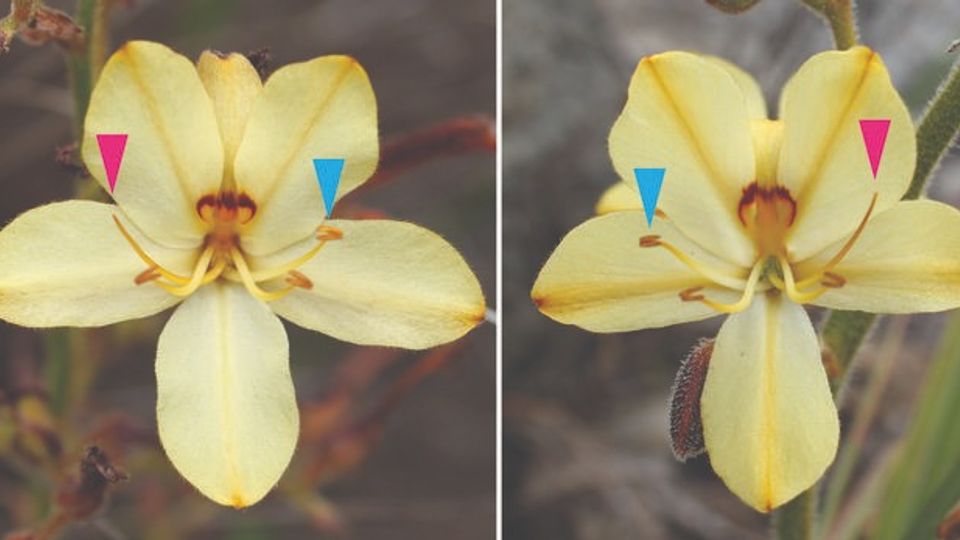 The symmetrical arrangement of the South African butterfly lily.