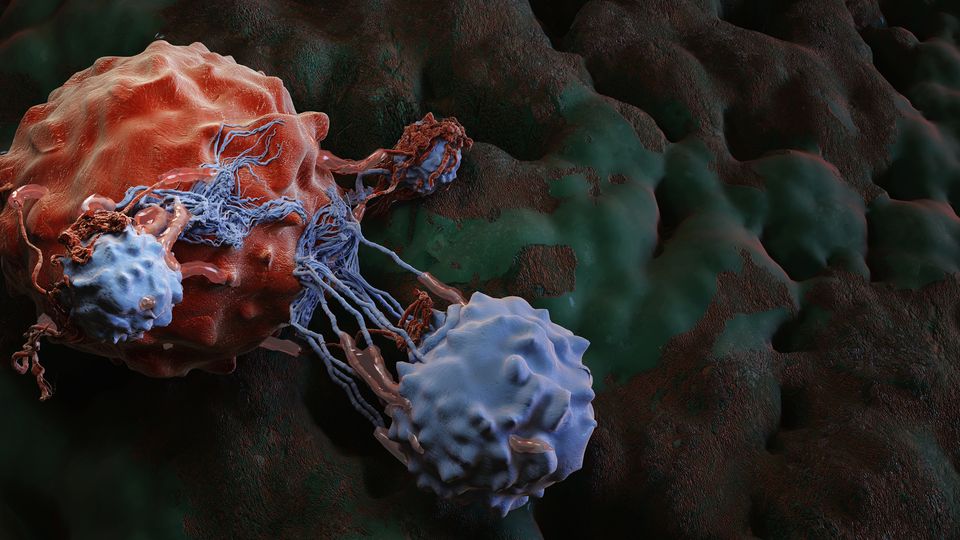 Render of an irregular, red tumor mass being targeted by two purple immune cells.