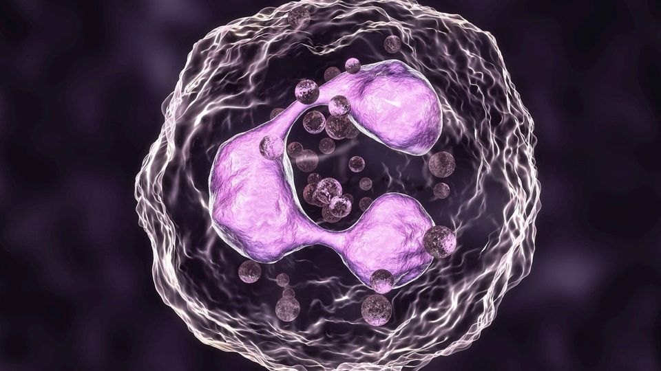 Illustration of a neutrophil immune cell with a multi-lobed nucleus and cytoplasmic granules.