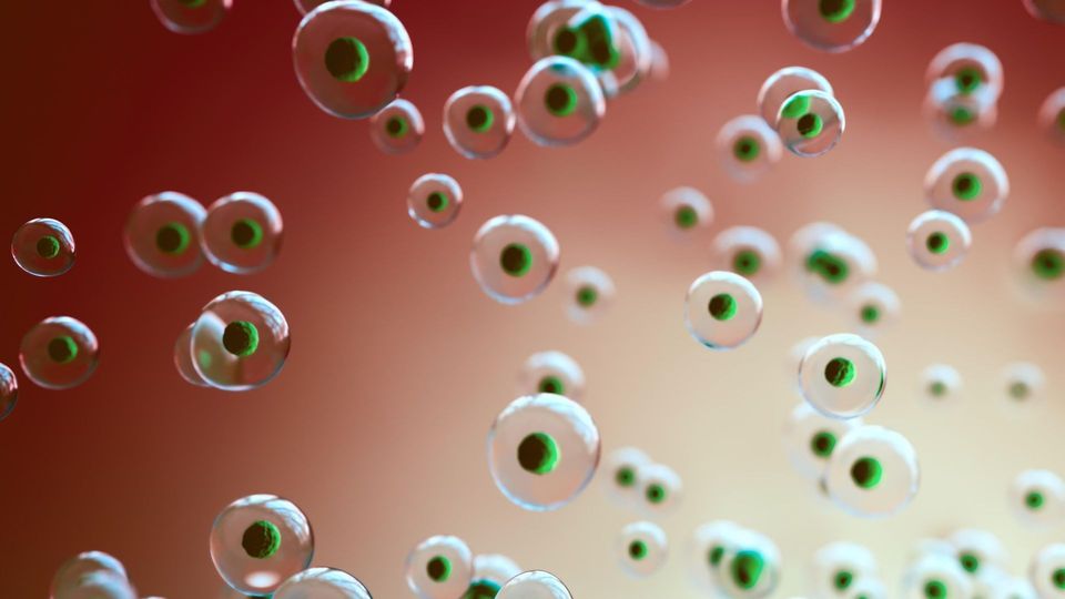 Illustration of a neutrophil immune cell with a multi-lobed nucleus and cytoplasmic granules.
