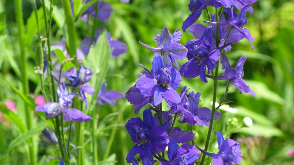 Purple larkspur blooms growing on tall stems in a lush green garden.
