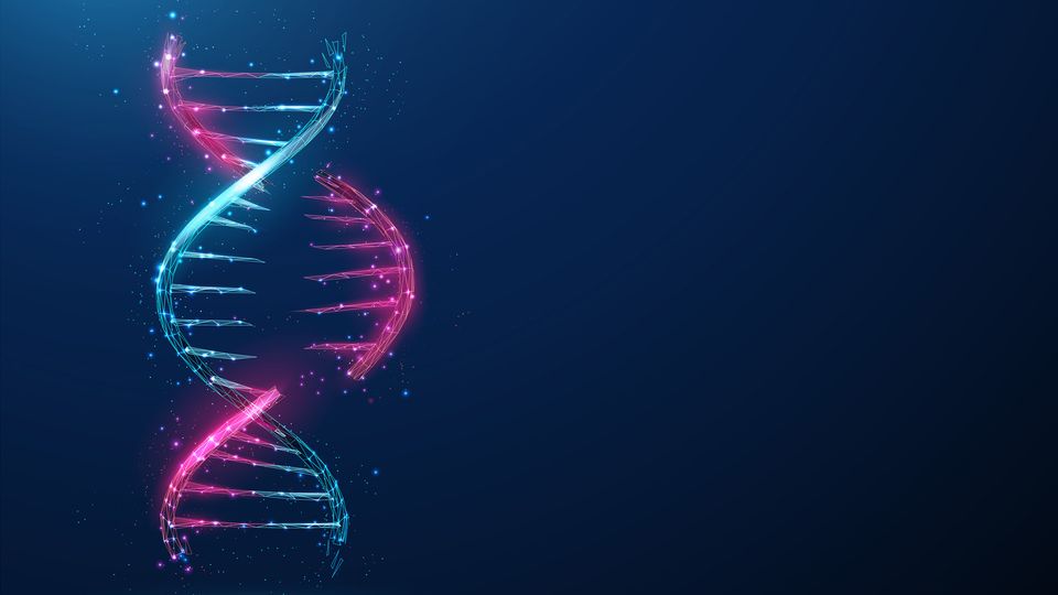 Illustration of a  blue and pink DNA double helix on a navy background. Part of the helix has been removed, representing gene editing.