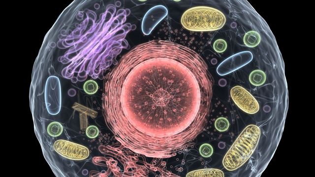 New Research Reveals DNA Repair Control Occurs Outside the Nucleus - News Directory 3