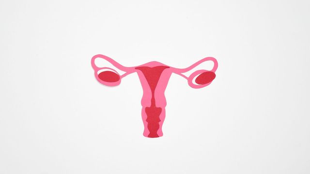 Illustration of the female reproductive system showing the uterus, fallopian tubes, ovaries, and cervix. 