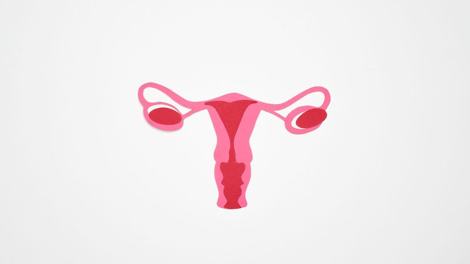 Illustration of the female reproductive system showing the uterus, fallopian tubes, ovaries, and cervix.